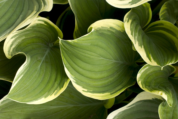 Home Hero Hosta