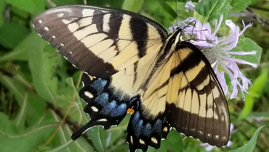 Mill Mountain Garden Club