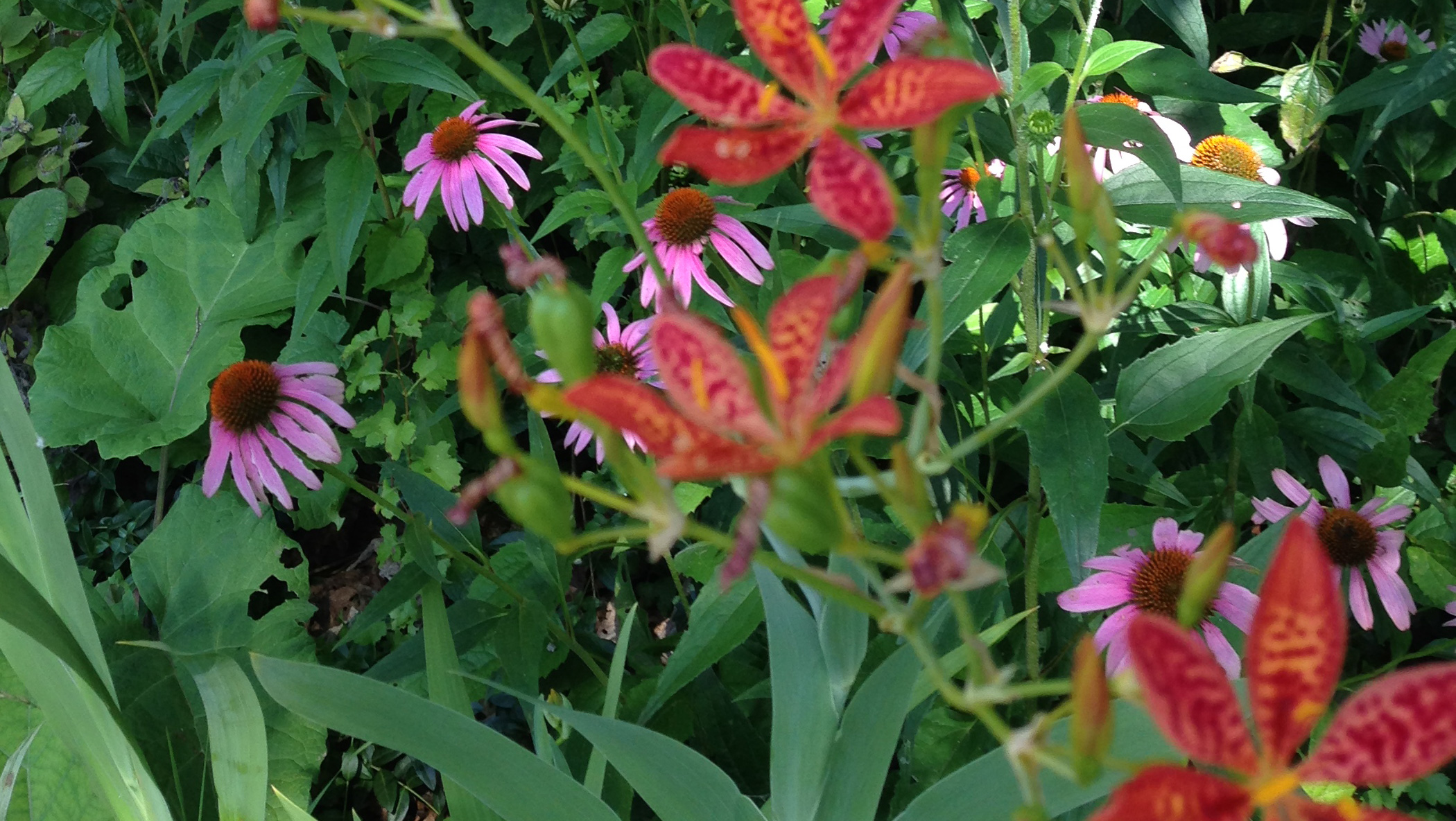 Mill Mountain Garden Club