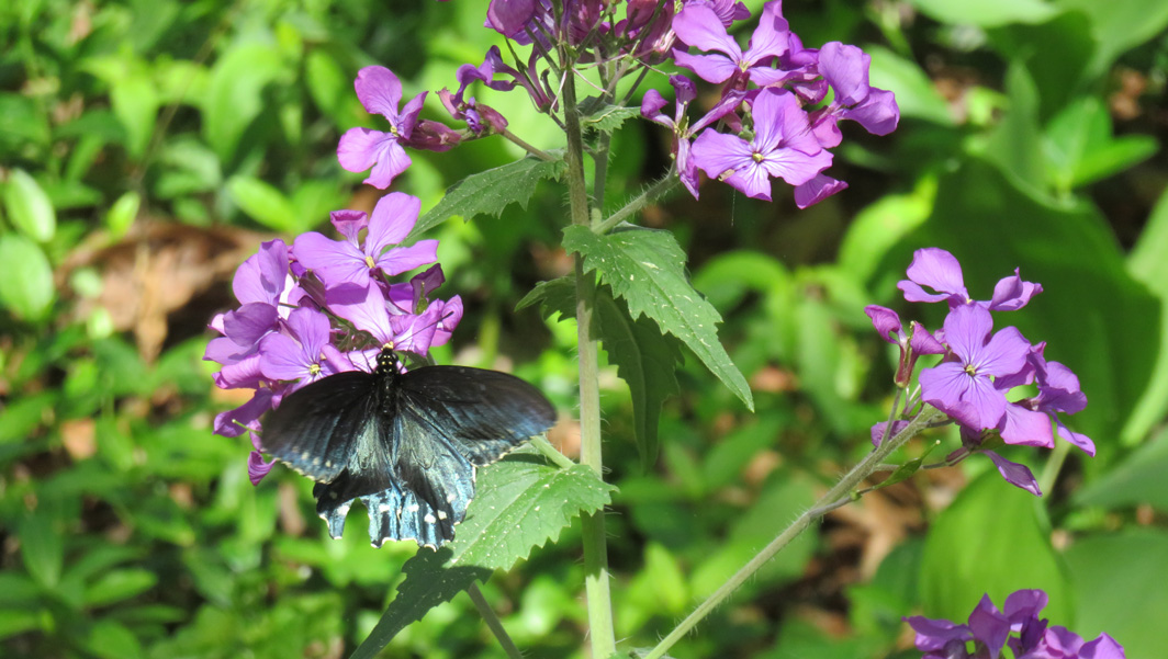 Mill Mountain Garden Club